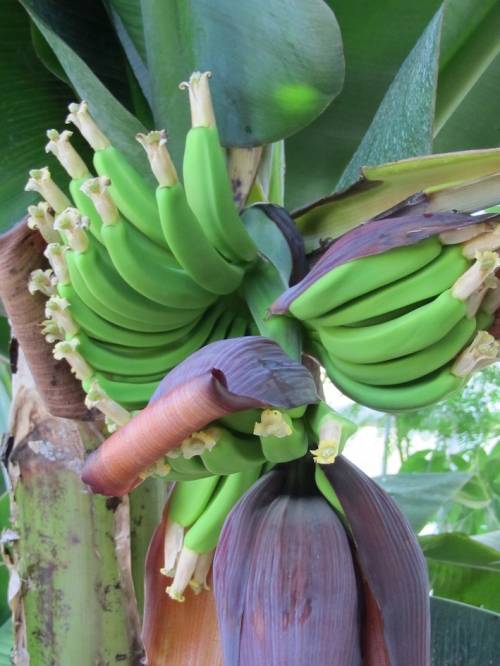 Musa acuminata Colla 