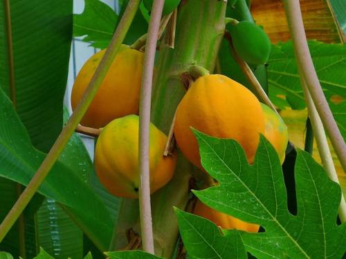 Carica papaya L. 