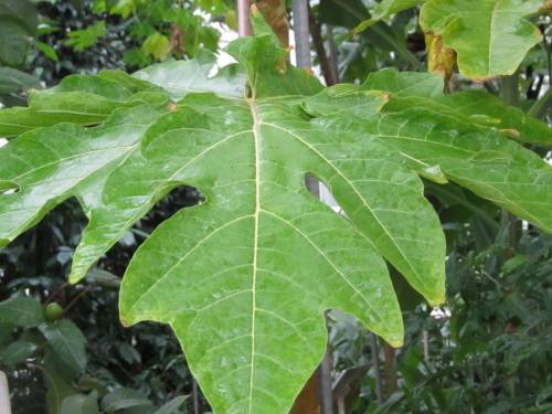 Carica papaya L. 
