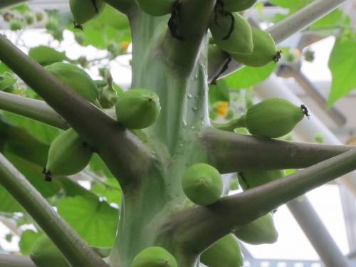 Carica papaya L. 