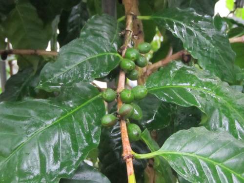 Coffea arabica L. 