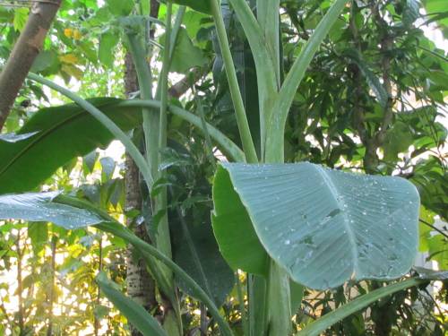 Musa acuminata Colla 