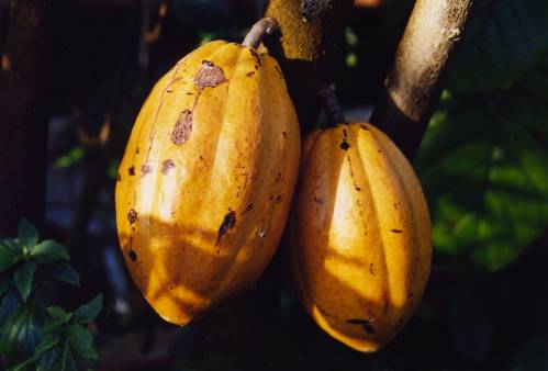 Theobroma cacao L. 