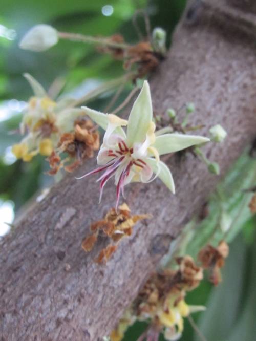 Theobroma cacao L. 