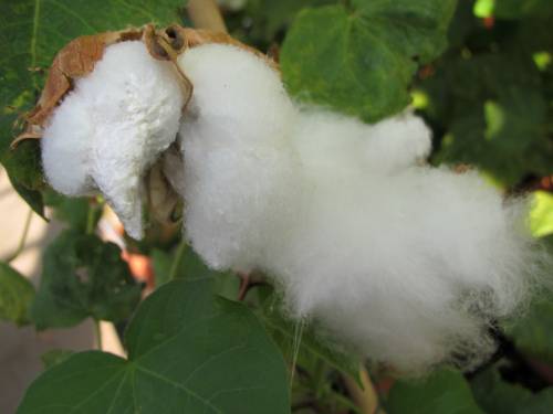 Gossypium sp. 