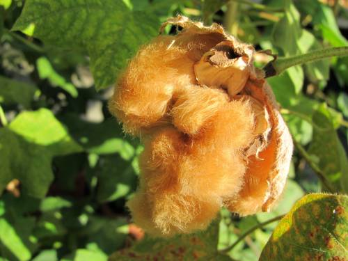 Gossypium sp. 