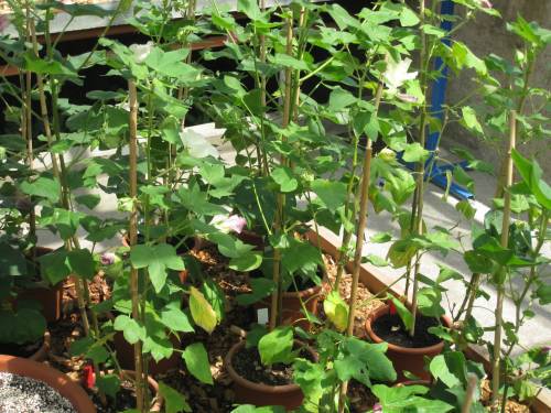 Gossypium sp. 