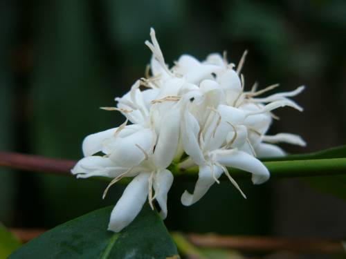 Coffea arabica L. 