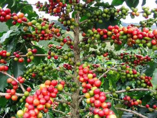 Coffea arabica L. 