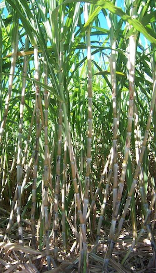 Saccharum officinarum L. 