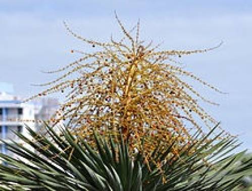 Dracaena draco (L.) L. 