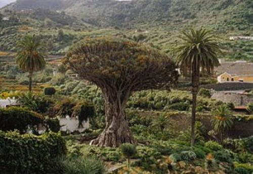 Dracaena draco (L.) L. 