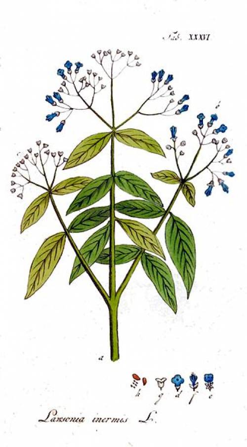 Lawsonia inermis L. 