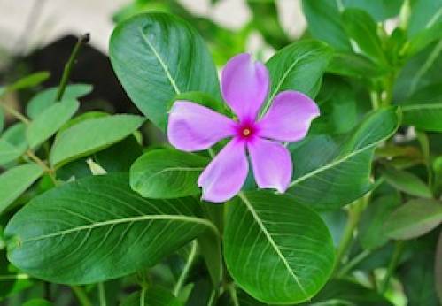 Catharanthus roseus (L.) G. Don. (rosa) 