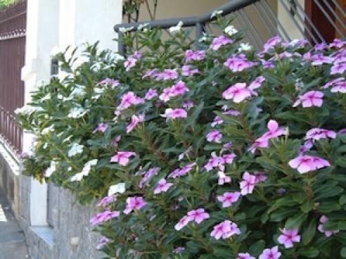 Catharanthus roseus (L.) G. Don. (rosa) 