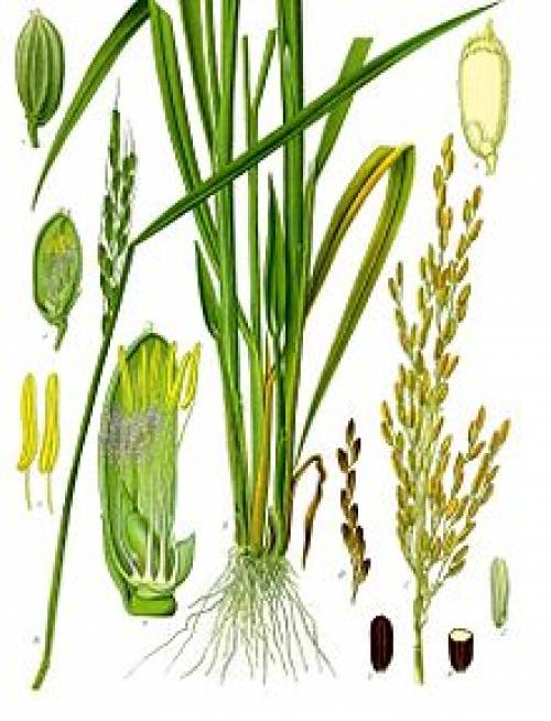 Oryza sativa L. 