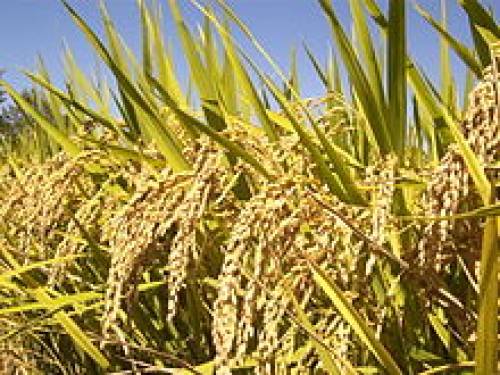 Oryza sativa L. 