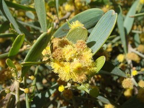 Simmondsia chinensis (Link) C.K. Schneid. 