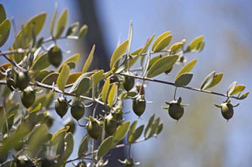 Simmondsia chinensis (Link) C.K. Schneid. 