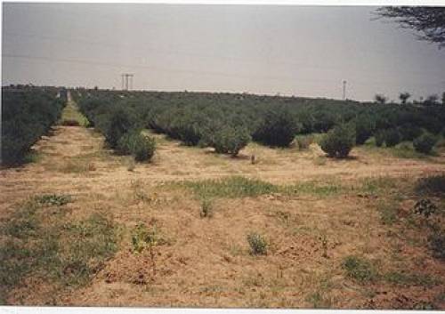 Simmondsia chinensis (Link) C.K. Schneid. 