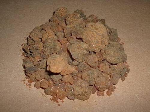 Commiphora abyssinica Engl. 