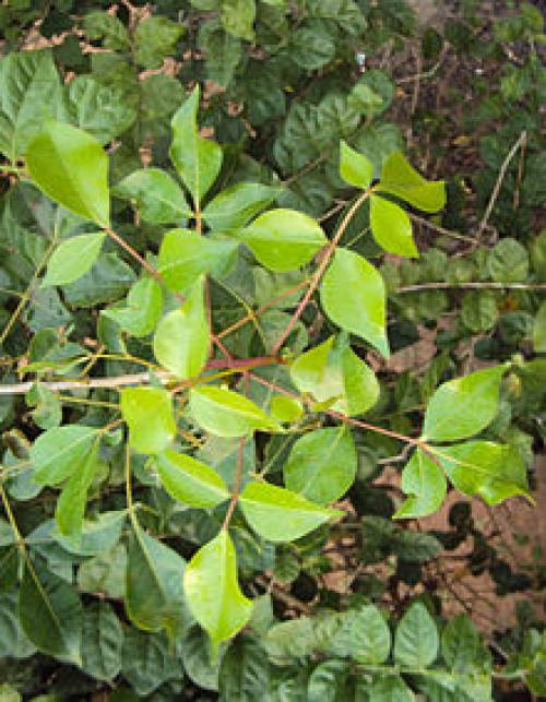 Commiphora abyssinica Engl. 