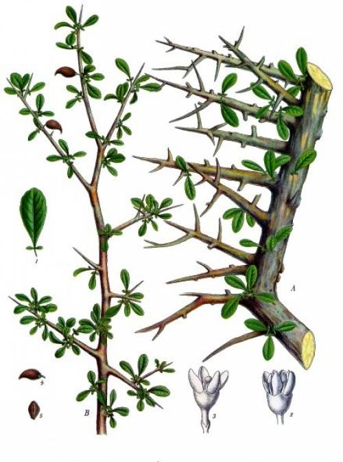 Commiphora abyssinica Engl. 