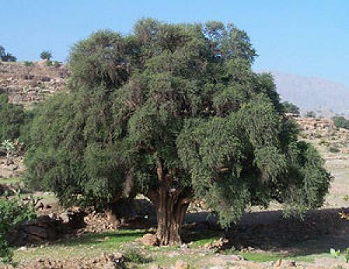 Argania spinosa (L.) Skeels 