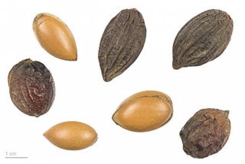 Argania spinosa (L.) Skeels 