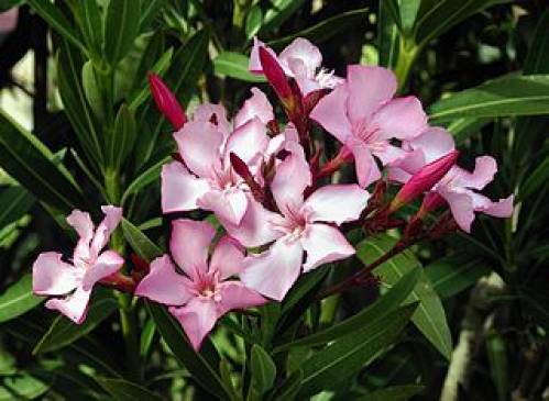 Nerium oleander L. (rosa) 