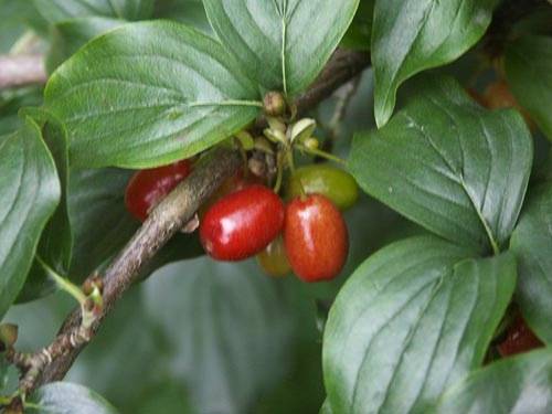 Cornus mas L. 