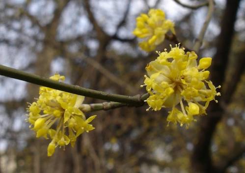 Cornus mas L. 