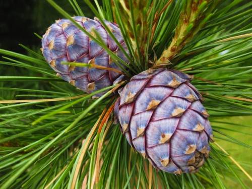Pinus cembra L. 