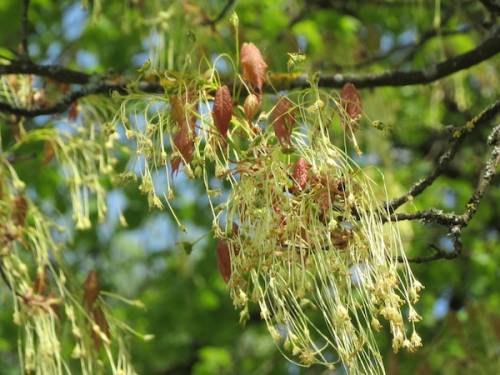 Acer saccharum Marshall s.l. 