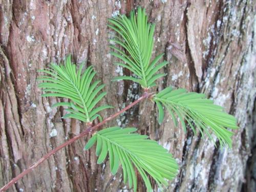Metasequoia glyptostroboides Hu et W.C.Cheng 