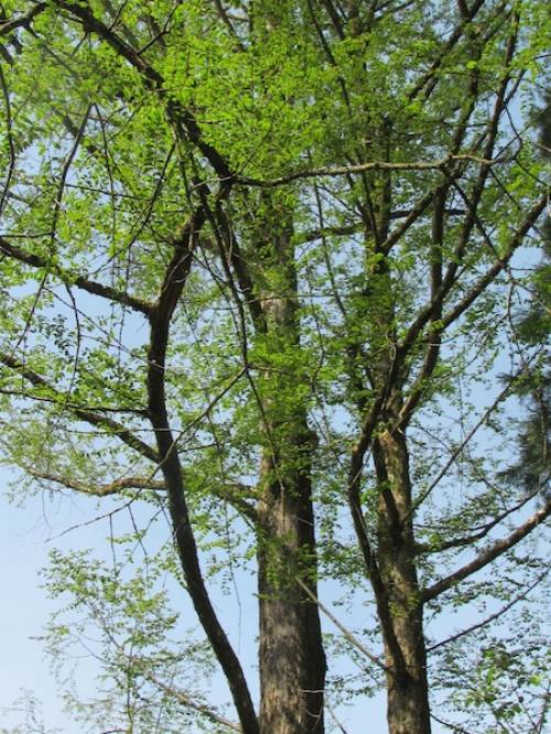 Metasequoia glyptostroboides Hu et W.C.Cheng 
