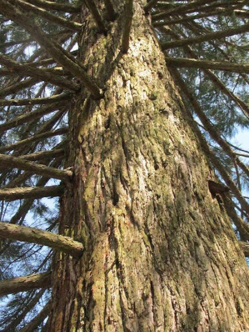 Sequoiadendron giganteum (Lindl.) J. Buchholz 
