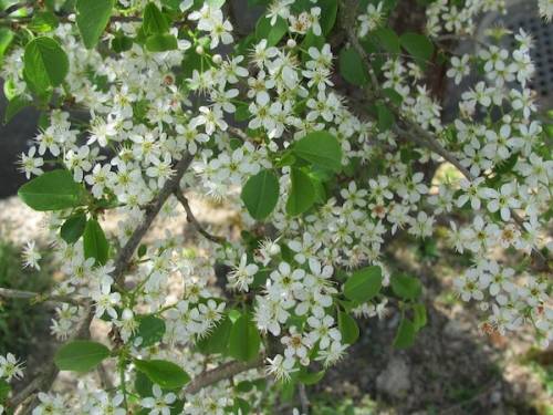 Prunus mahaleb L. 
