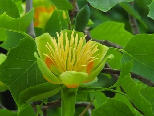 Liriodendron chinensis Sarg. 