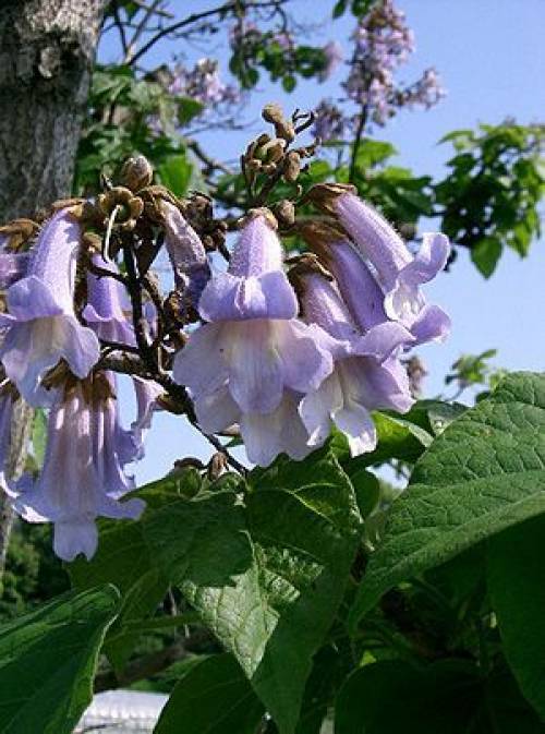 Paulownia tomentosa (Thunb.) Steud. s.l. 
