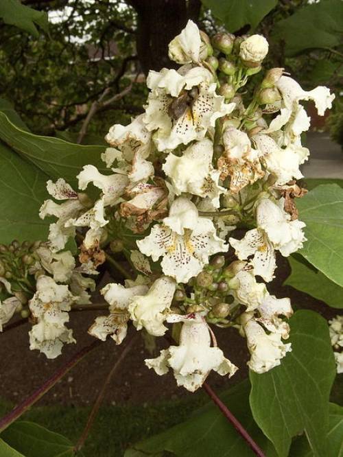 Catalpa ovata G. Don 