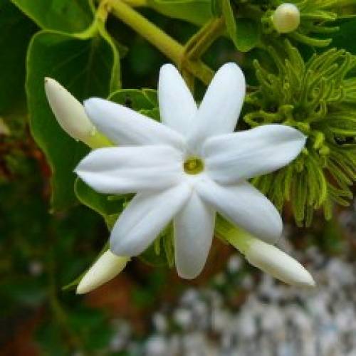 Jasminum sambac Sol. 