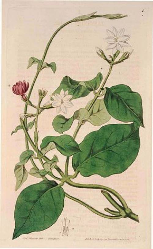 Jasminum sambac Sol. 