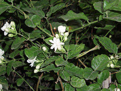 Jasminum sambac Sol. 