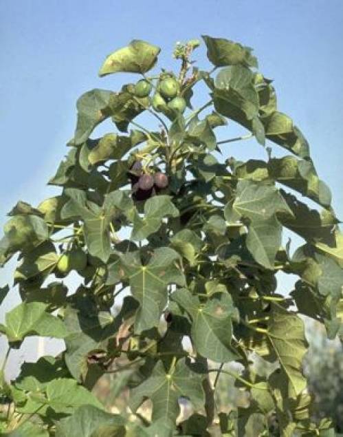 Jatropha curcas L. 