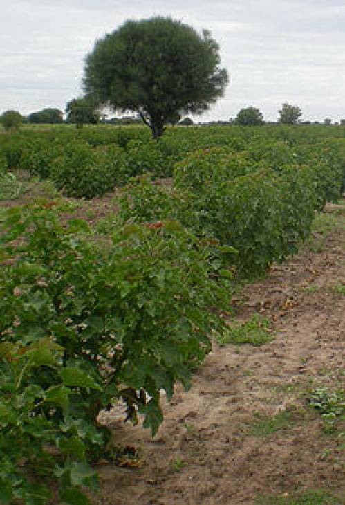 Jatropha curcas L. 
