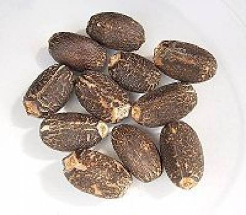 Jatropha curcas L. 