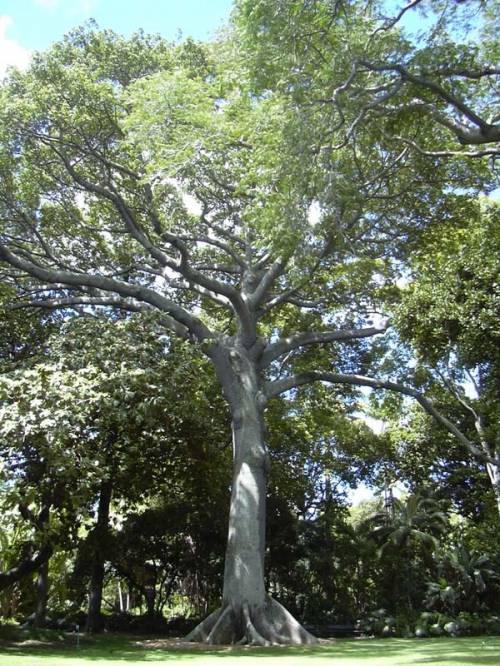 Ceiba pentandra (L.) Gaertn. 