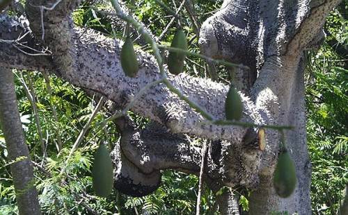 Ceiba pentandra (L.) Gaertn. 