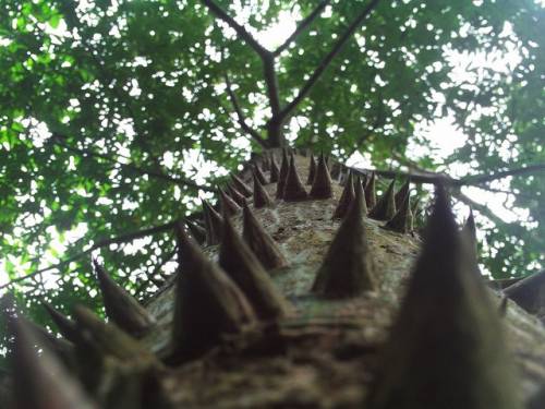 Ceiba pentandra (L.) Gaertn. 